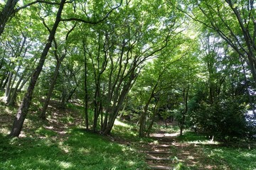 初夏の雑木林