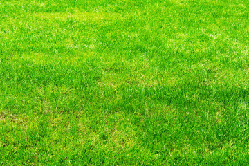 Fresh spring green grass texture from golf or soccer course. Close-up.