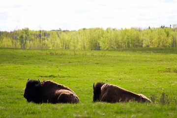 Two bison resting in Elk Island National Park Alberta Canada