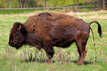 A bison having a watery poop