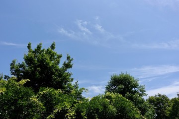 Obraz premium 初夏の青空