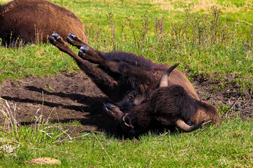 A bison rolling in a wallowing pit