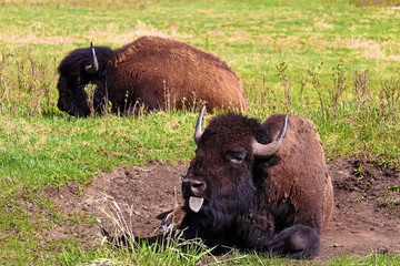 A bison with its tongue sticking out