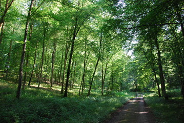 Forêt domaniale de Lyons, Normandie