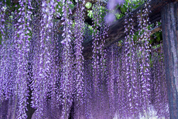 Wisteria flower layers in evening and artificial light