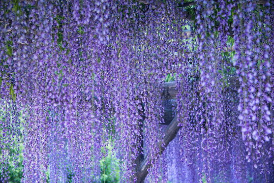 Wisteria flowers in evening  light