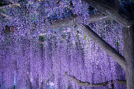 Wisteria flowers in evening and artificial light  