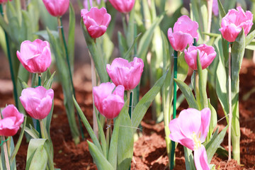 Bright pink tulips blooming.