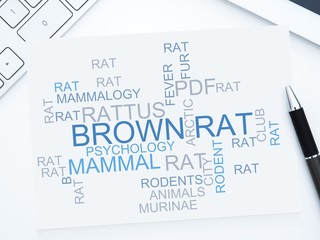 Brown rat