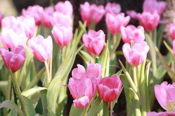 Bright pink tulips blooming.