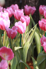 Bright pink tulips blooming.