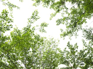 新緑の森を見上げる　広葉樹
