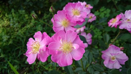 バラ
roses