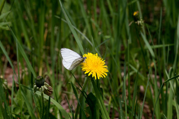 White butterfly on a yellow dandelion