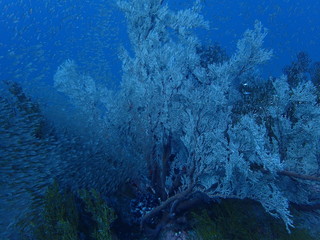 Fototapeta premium インド洋のイソバナに群れる小魚たち