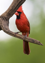 Northern Cardinal ( Cardinalis cardinalis) perched on a branch on a sunny day.