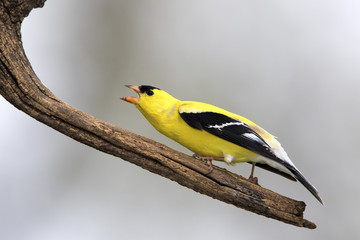 American Goldfinch (Spinus tristis) perched on a branch with a white background.
