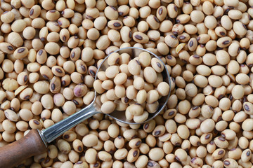 soybean in silver spoon on bean background.