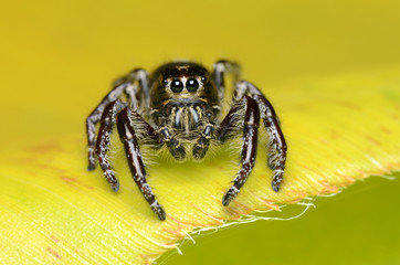 Jumping Spider.
