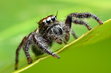 Jumping Spider.