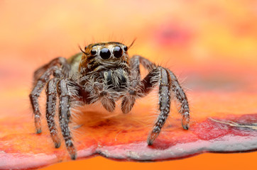 Jumping Spider.