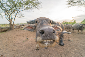 water buffalo,close up,select focus