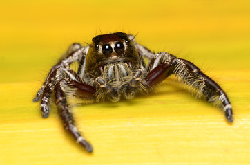 Jumping Spider.