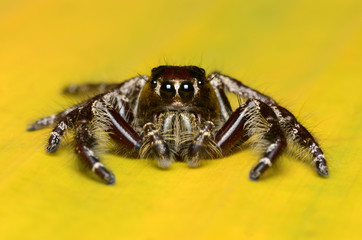 Jumping Spider.