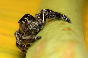 Jumping Spider.