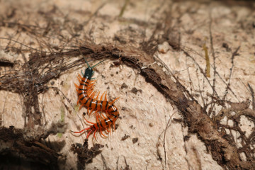 Centipede with beautiful colors in the garden.  