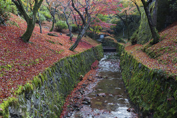 Maple leaves on the ground in autumn at Tofukuji temple, Kyoto, Japan