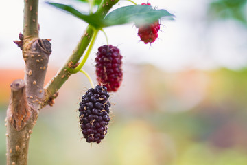 Mulberry Fruit On Branch / Fresh Organic Mulberry Fruit On Branch With Green Leafs At Bokeh Background.