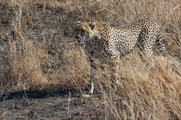 Cheetah in grass