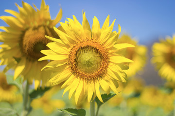 Sunflower,  Sunflower facing the sun.  Bright yellow sunflower   Lopburi  , Thailand