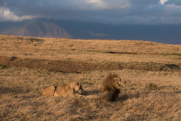 Lions in morning light