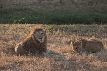 Lion couple laying down