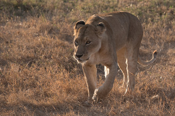 Female lion walking