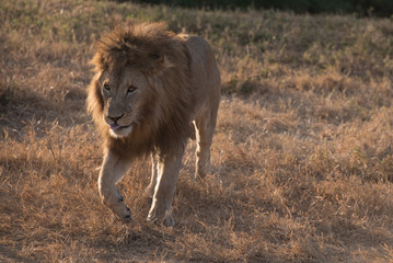 Fototapeta na wymiar Lion walking