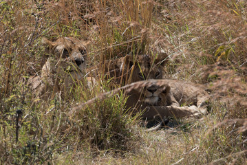 Lions in hiding