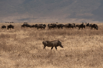 Walking warthog