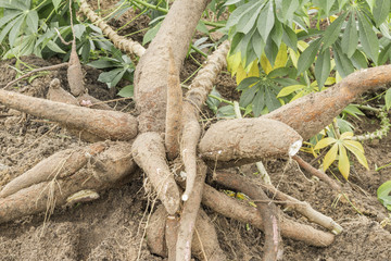 Fototapeta na wymiar Manioc or Cassava