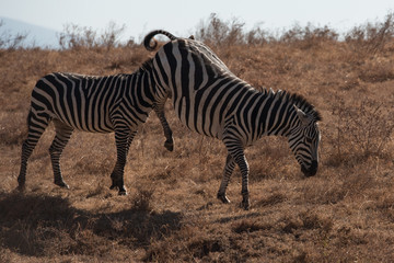 Fototapeta na wymiar Kicking zebra