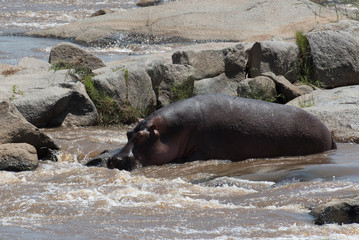 Hippo in river