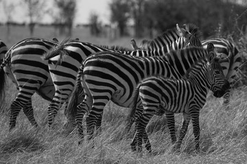 Fototapeta na wymiar Zebras in black and white