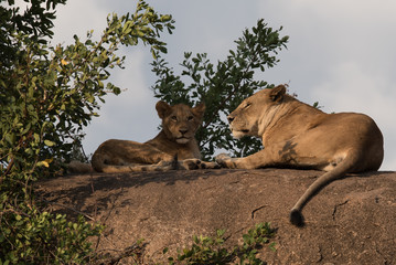 Lions resting on rock