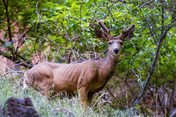 Deer at Zion National Park