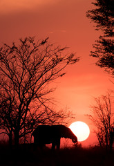 Serengeti sunset elephant