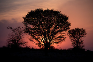 Serengeti sunset trees