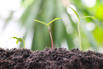 Green bean sprouts on soil in the vegetable garden and have nature bokeh background.