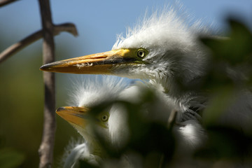 Great egret chicks in a nest at a rookery in Florida.